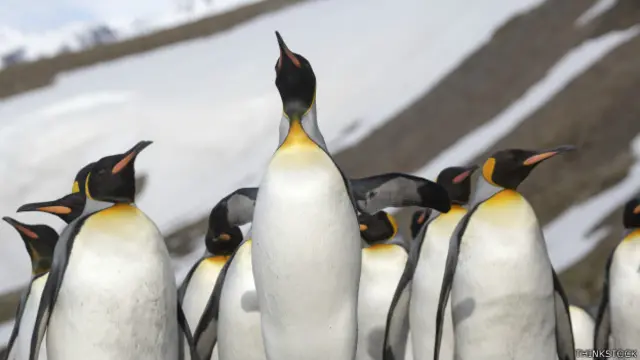 Pingüinos