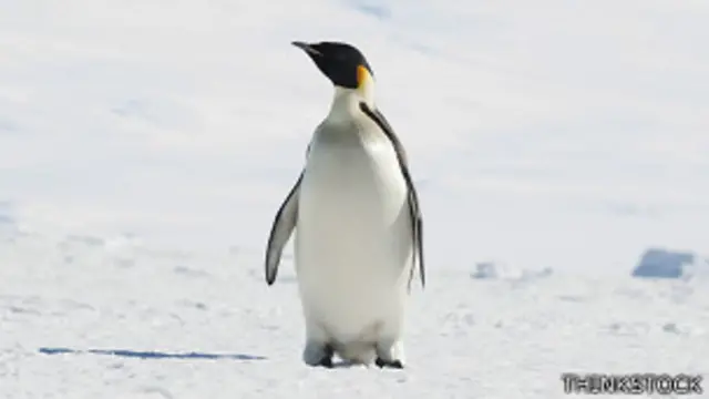 Pingüino