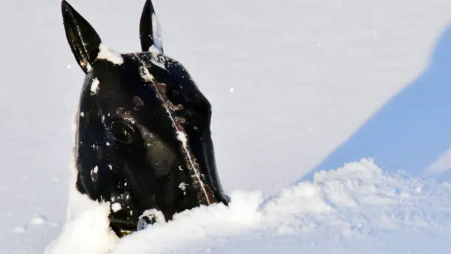 امریکی محکمۂ موسمیات کے مطابق کچھ علاقوں میں ایک دن میں چھ فٹ چار انچ برف پڑنے کا ریکارڈ بھی ٹوٹ سکتا ہے۔