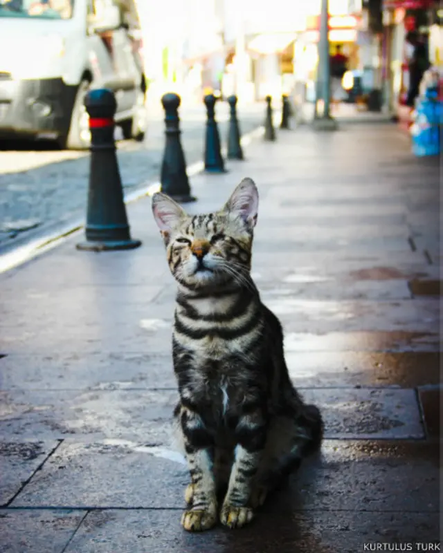 Kurtuluş Türk: Ayvalık sokaklarında hüzünlü bir kedi.