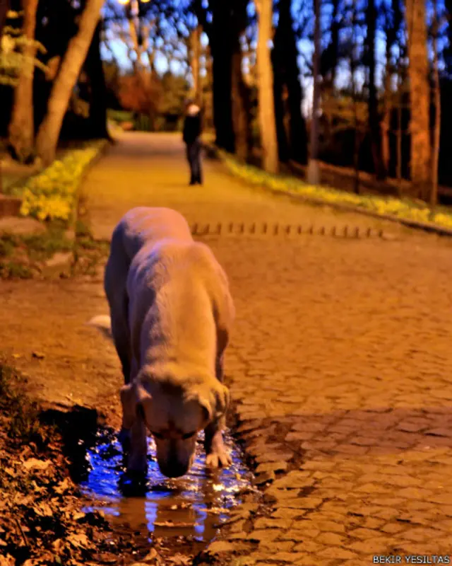 Bekir Yeşiltaş: Bu kareyi fotoğraf çekimi uygulama dersimiz için bulunduğumuz Çamlıca'da kaydettim.
