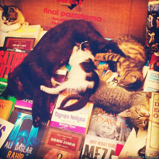 Celalettin Karagöz, sokak kedilerinin kitap sergileri ile buluşmasını Fatih'te görüntülemiş.