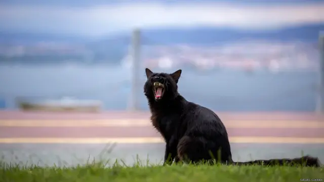 Savaş Çıkrak: Moda-İstanbul'da sokağın çiçekleri.