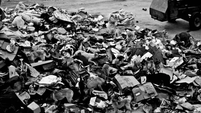 Nisan Kılıç'tan çöplükteki sokak hayvanları.