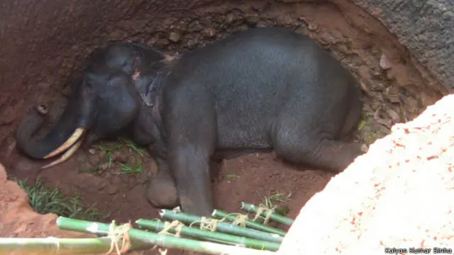 हाथी का बच्चा, ओडिशा