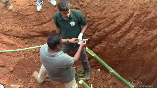 हाथी का बच्चा, ओडिशा