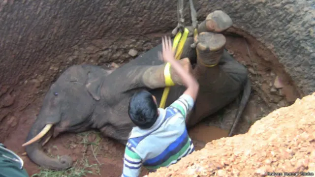 हाथी का बच्चा, ओडिशा