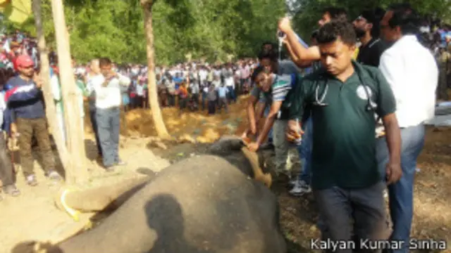 हाथी का बच्चा, ओडिशा