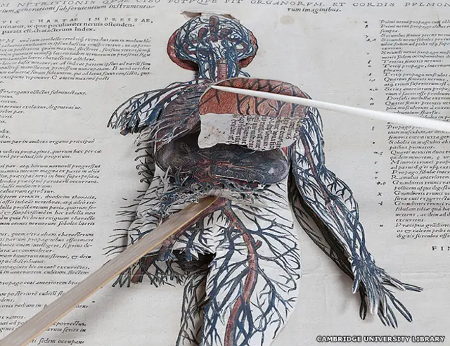 Imagen cortesía de Cambridge University Library del libro de Andreas Vesalius