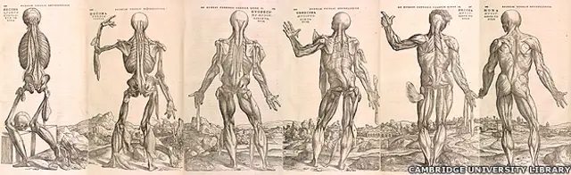 Imagen cortesía de Cambridge University Library del libro de Andreas Vesalius