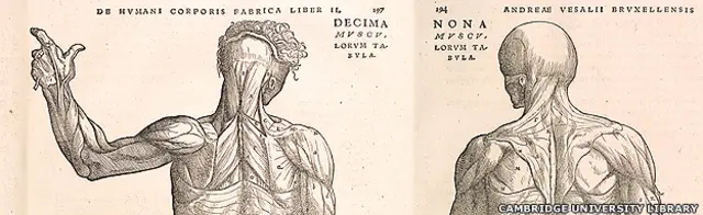 Imagen cortesía de Cambridge University Library del libro de Andreas Vesalius