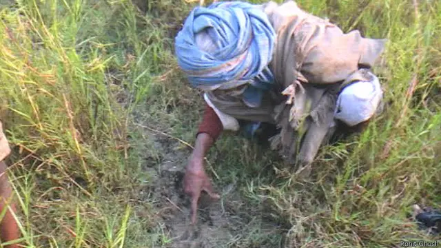 बाघ के क़दमों की निशान तलाश करता एक व्यक्ति.