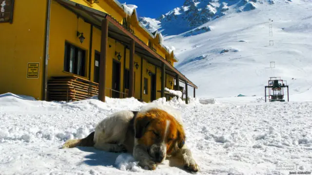 Baki Karaçay: Antalya Saklıkent Kayak Merkezi'nde birkaç yıl önce çektim. Kuyruğunu sallayarak insanlara yaklaşırken karla kaplı yere kapanıp zararsız olduğunu gösteren sokak köpeği.