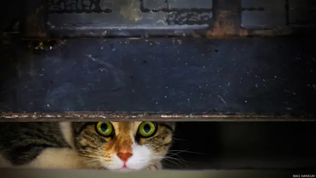 Baki Karaçay: Girdiği binanın giriş kapısının altından merakla dışarı bakan sitemizin bahçesindeki birkaç kediden biri. Antalya Konyalatı'nda birkaç yıl önce çektim.
