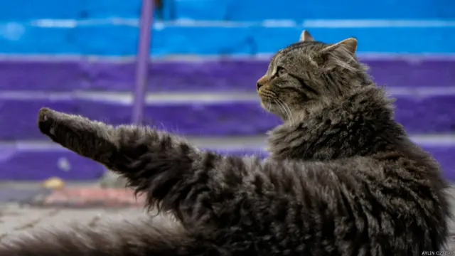 Aylin Öztürk: İstanbul sokaklarında yoga yapan bir kedi :) 