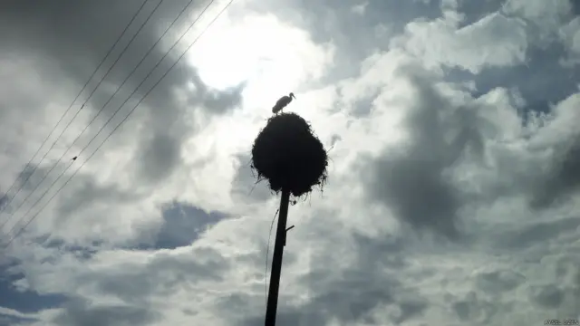 Aysel Özen: Leylek de sokak hayvanlarına giriyor umarım, çünkü köyümüzdeki bir sokakta (!) Kayseri, İncesu, Dokuzpınar.
