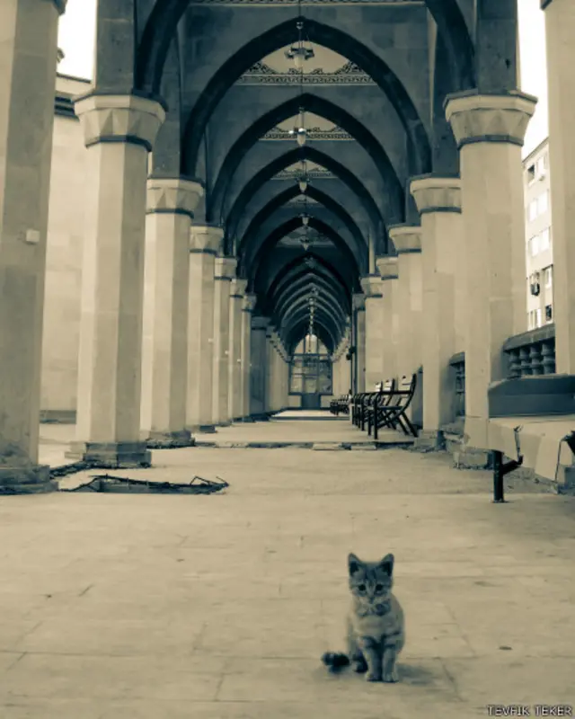 Tevfik Teker: Bu kedi yavrusu fotoğrafı 27 Ekim 2014'te Kırşehir'de Ahmet Yesevi Camisi'nin avlusunda çekildi.