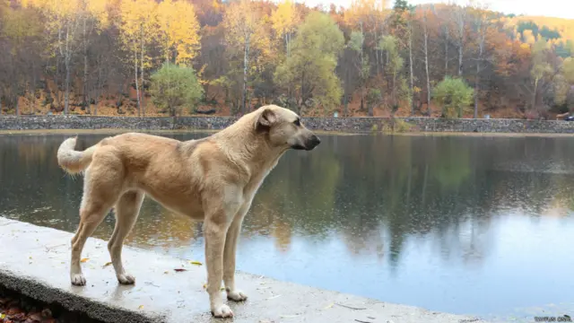 Tayfun Önal, Ankara'da görüntülediği bu kare için "Asalet" notunu düşmüş.