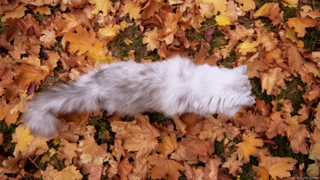 Adviye Özyar, İstanbul. Gelecek haftanın konusu: Merdivenler. Siz de katılmak isterseniz http://www.bbc.co.uk/turkce/kurumsal/2013/07/000001_sizin_fotograflariniz