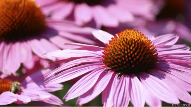 Varias partes de la equinácea son utilizadas para hacer preparaciones.