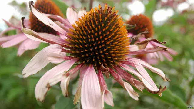 Desde hace tiempo los indígenas norteamericanos han apreciado el valor de la planta por sus propiedades médicas.