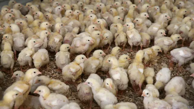 Цыплята на птицеферме