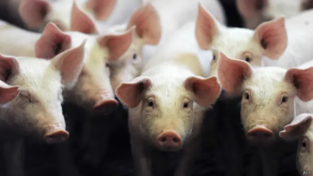 Свиньи на ферме