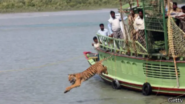 Tigre devuelto al bosque