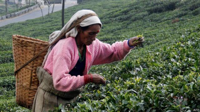 Recogedores de té en India