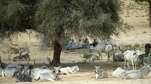 بلوچستان کی معیشت میں مویشیوں پر مبنی دیہی معیشت کا اہم کردار ہے