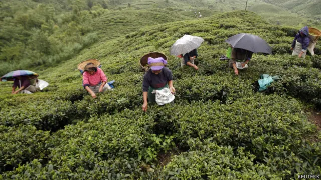 चाय बागान कर्मचारी