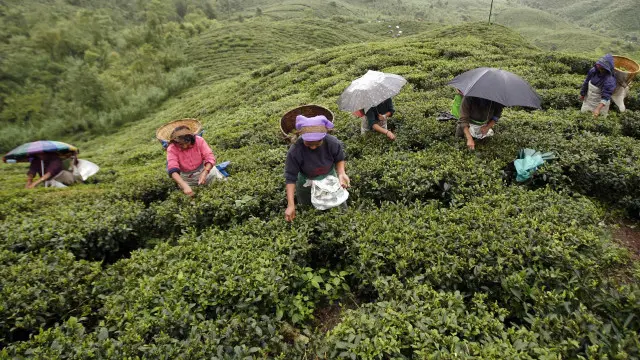 بھارت کے مشرقی علاقے چائے کی پیدوار کے لیے مقبول ہیں