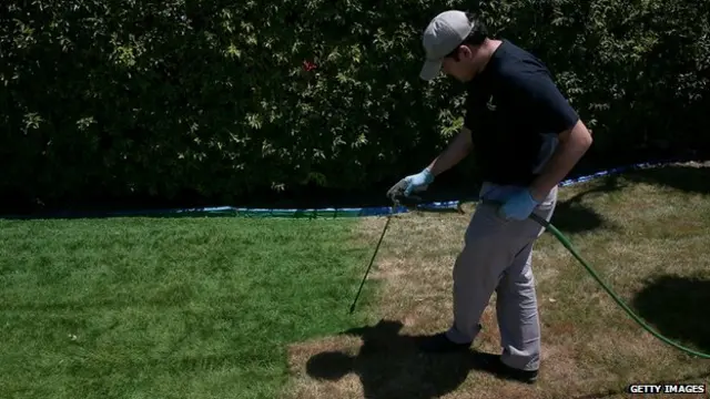 有些人给草坪喷洒绿色涂料