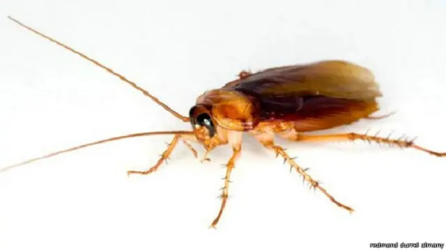 صرصور أمريكي يتخذ وضع الاستعداد للركض