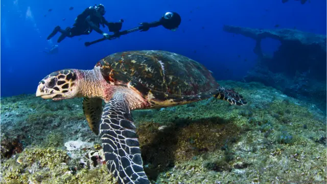 कछुआ, साभारः कैटलिन सी व्यू सर्वे