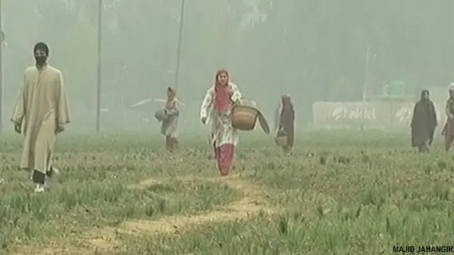 कश्मीर में केसर की खेती