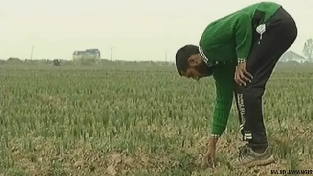 कश्मीर में केसर की खेती