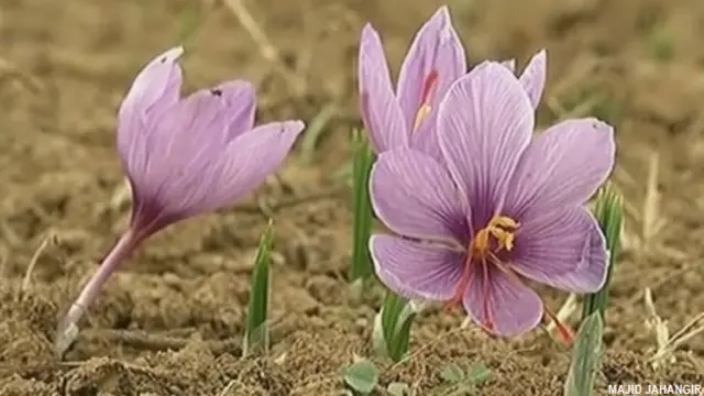 कश्मीर में केसर की खेती