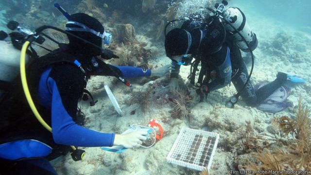 Cientificos plantan corales