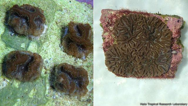 Coral, antes y después