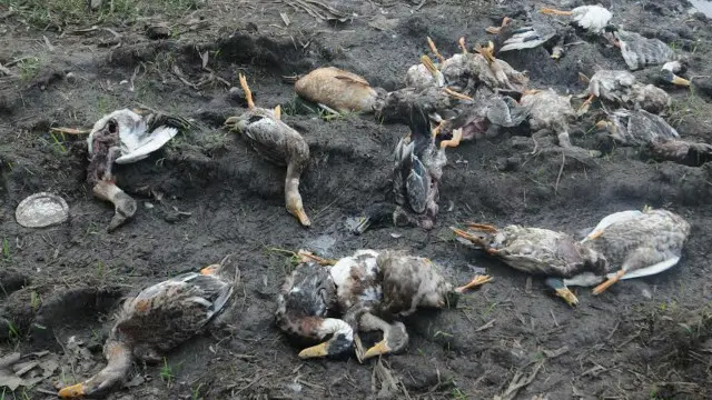 بچاؤ کے لیے پیشگی تیاری نہ کرنے والے ممالک میں برڈ فلو پھیلنے کا زیادہ خطرہ، ماہرین