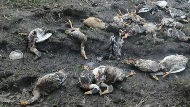 केरल में बत्तखों में बर्ड फ्लू