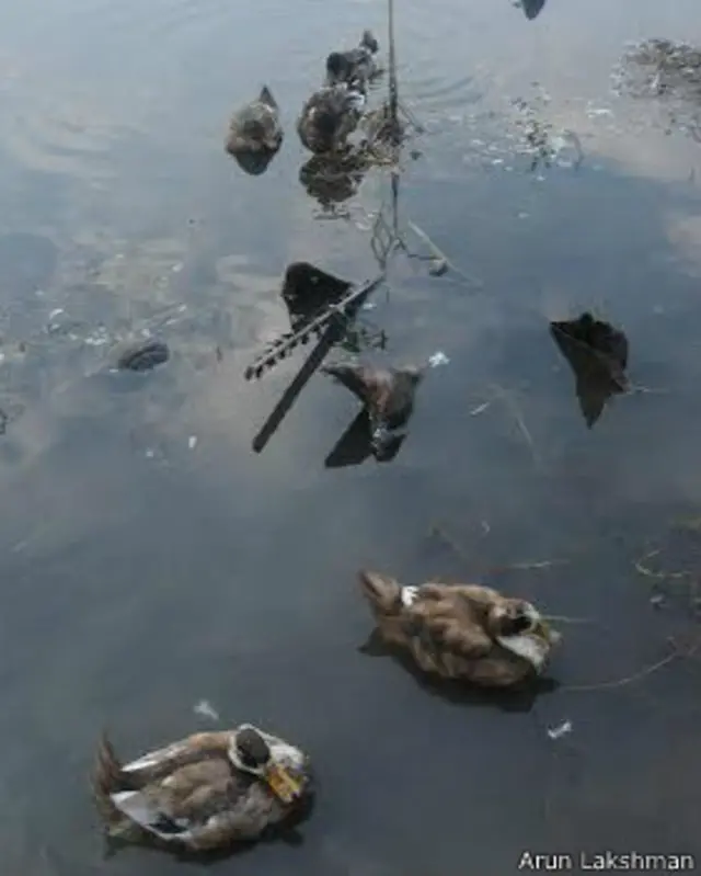 केरल में बत्तखों में बर्ड फ्लू