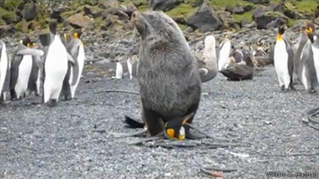 Penguins Of Madagascar Porn Порно Видео | укатлант.рф