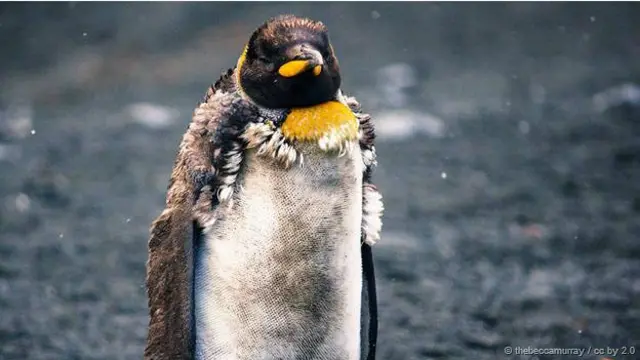 пінгвін