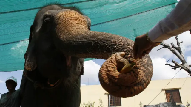Sambo dejará las congestionadas calles de la capital camboyana por un lugar de ecoturismo en una zona forestal protegida en el noreste del país.
