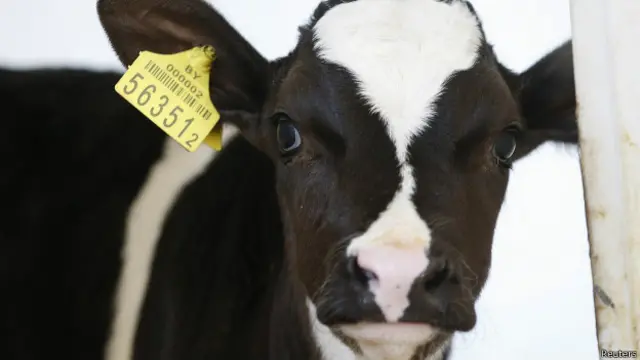 Корова с белорусской фермы