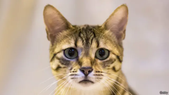 بلی کا گوشت اکثر تہوار کے دنوں میں خرگوش کے گوشت کی طرح پکایا جاتا ہے