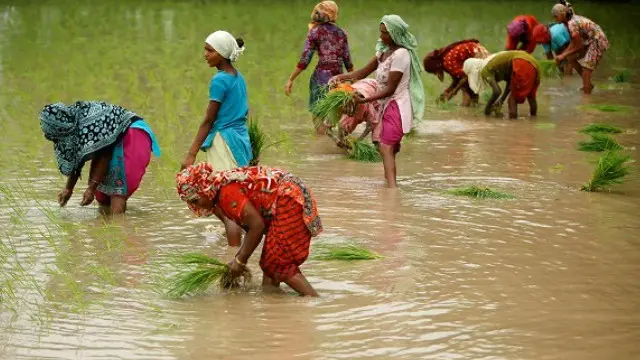 عورتیں گھر سنبھالنے کے ساتھ ساتھ کھیتوں میں بھی کام کرتی ہیں