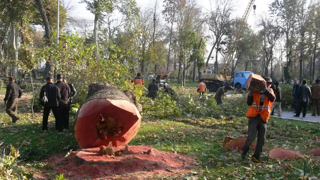 Тошкентда дарахтлар қирғини бир неча йилдан бери давом этмоқда